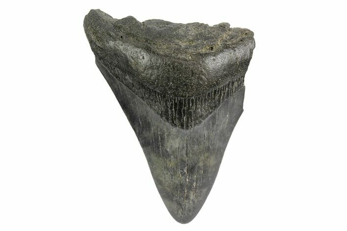 Partial Megalodon Tooth - South Carolina #181178
